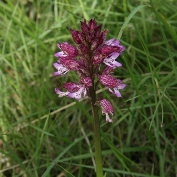 Orchis purpurea